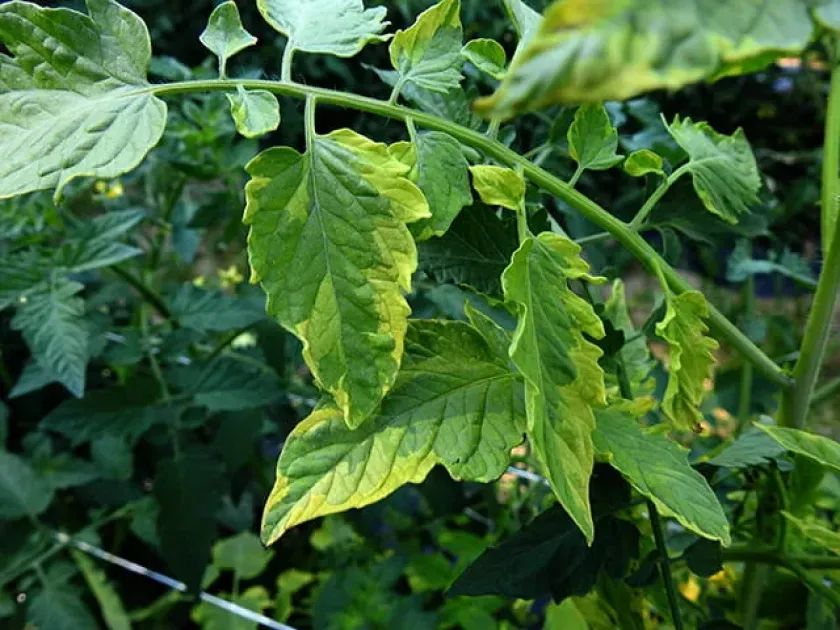 Plant chimeras