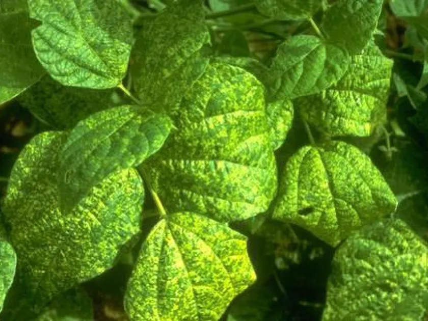 Bean common mosaic virus