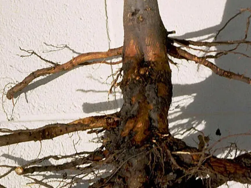 Phytophthora cactorum