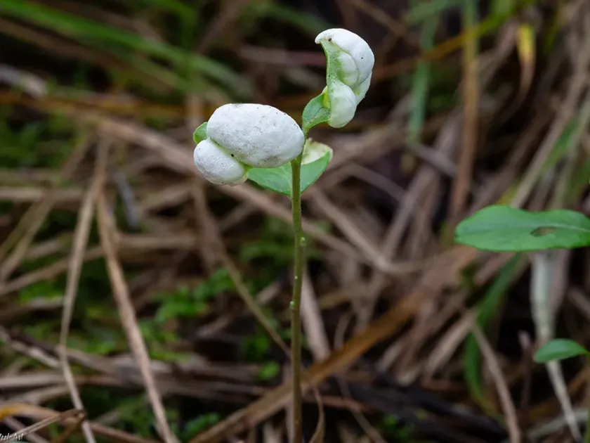 Экзобазидиоз брусники