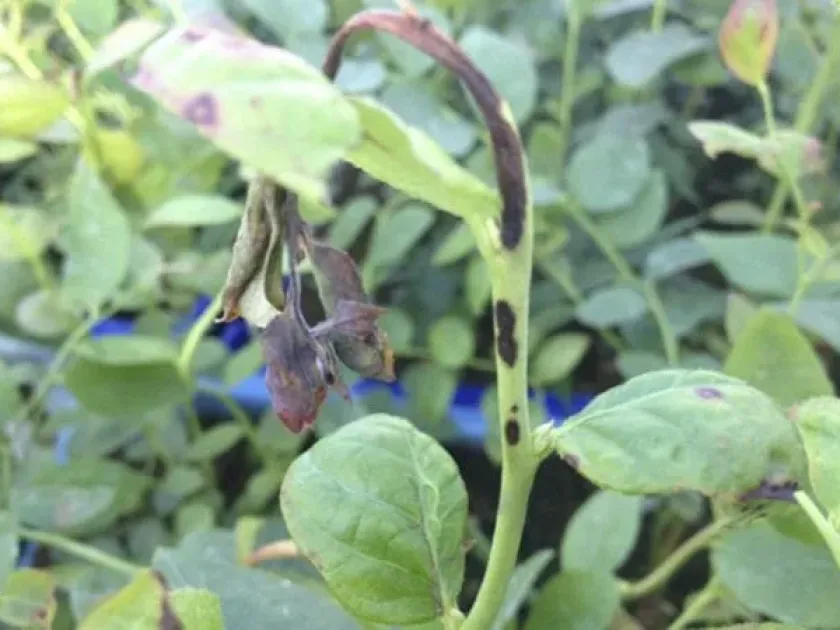 Phomopsis twig blight