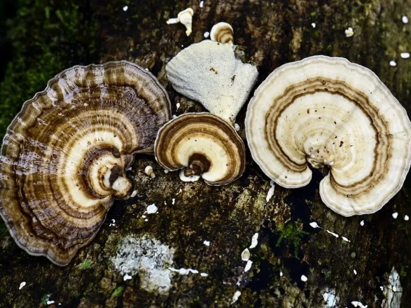 Гниль стовбура, викликана Hexagonia hydnoides