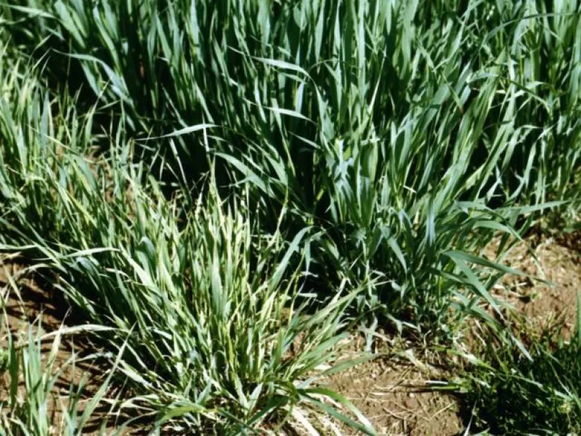 Oat mosaic