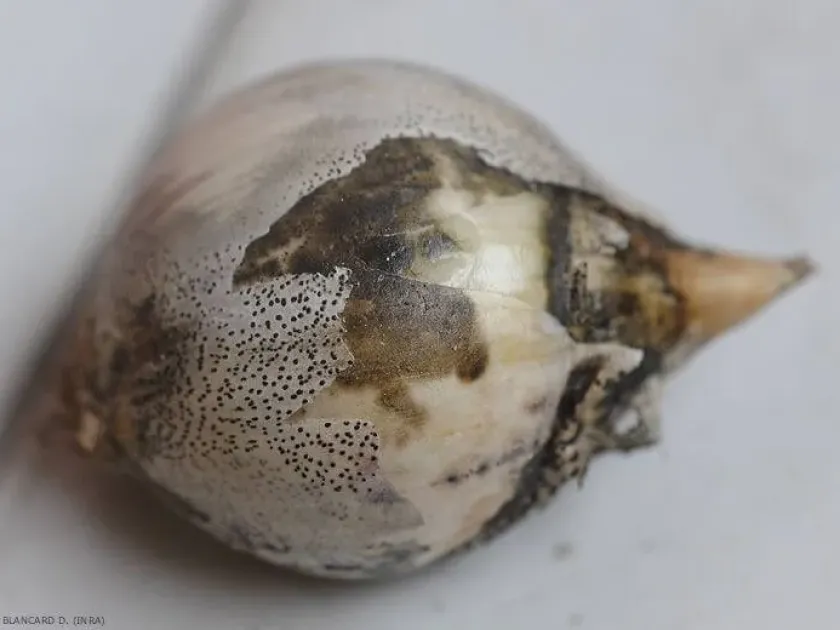 Onion neck rot
