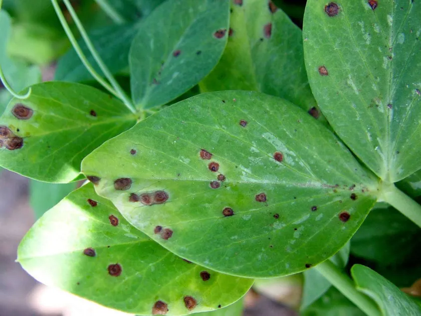 Ascochyta blight of pea
