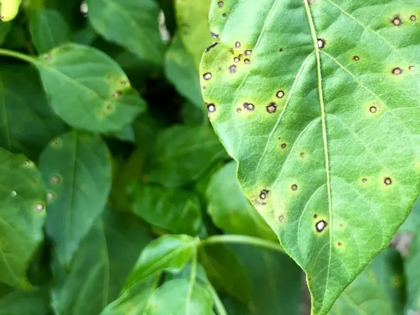 Pepper mild mottle virus