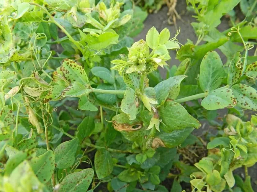 Ascochyta blight