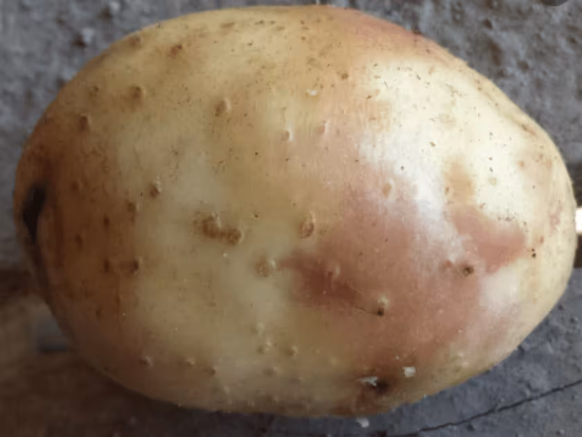 Pink eye of potato