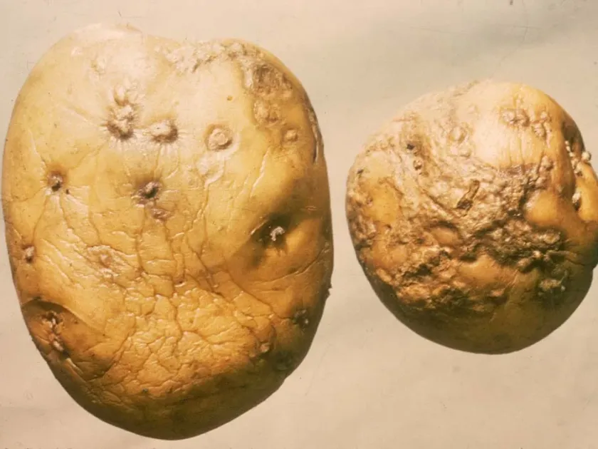 Polyscytalum infection
