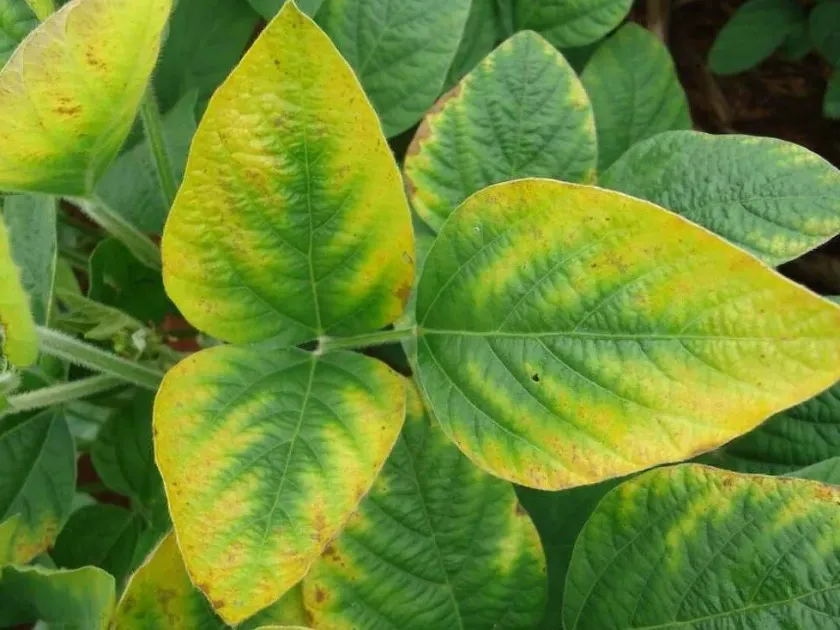 Nutrient deficiency and toxicity