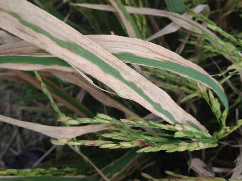 Rice leaf scald