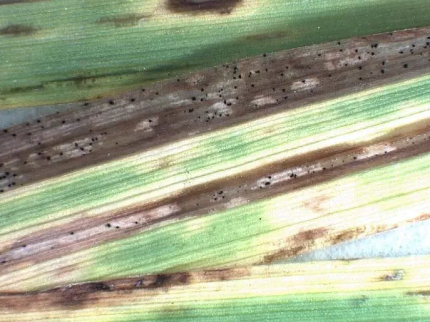 Cercosporidium leaf spot