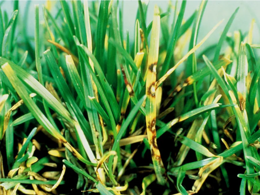 Helminthosporium leaf spot