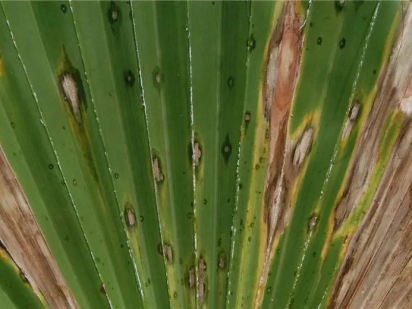 Cercospora leaf spot of raffia