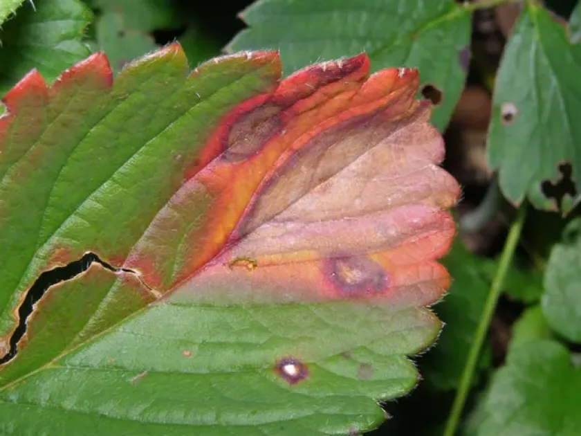 Phomopsis leaf blight of strawberry