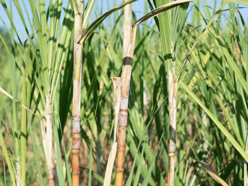Crust disease of sugarcane