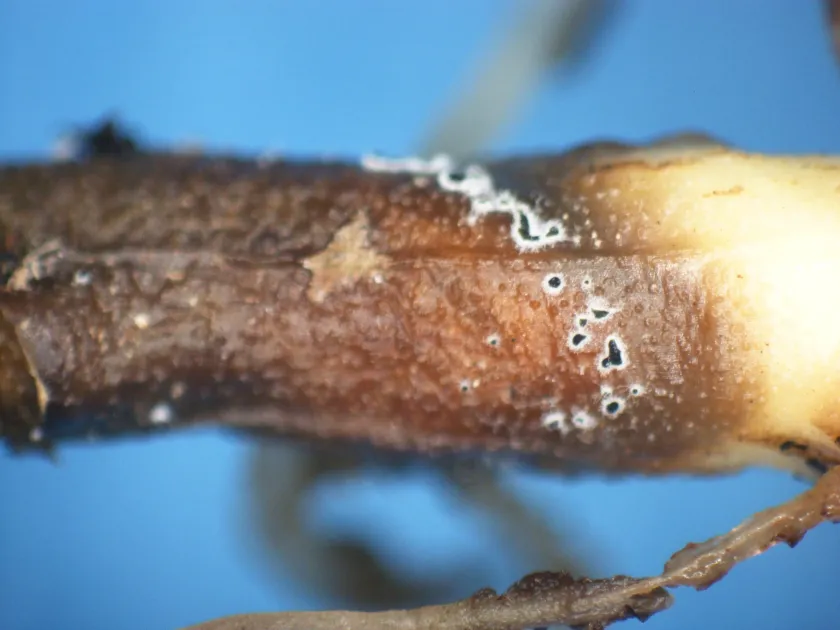Myrothecium leaf spot