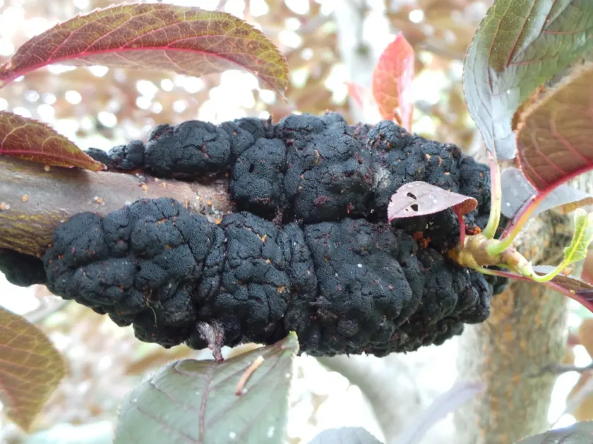 Black knot