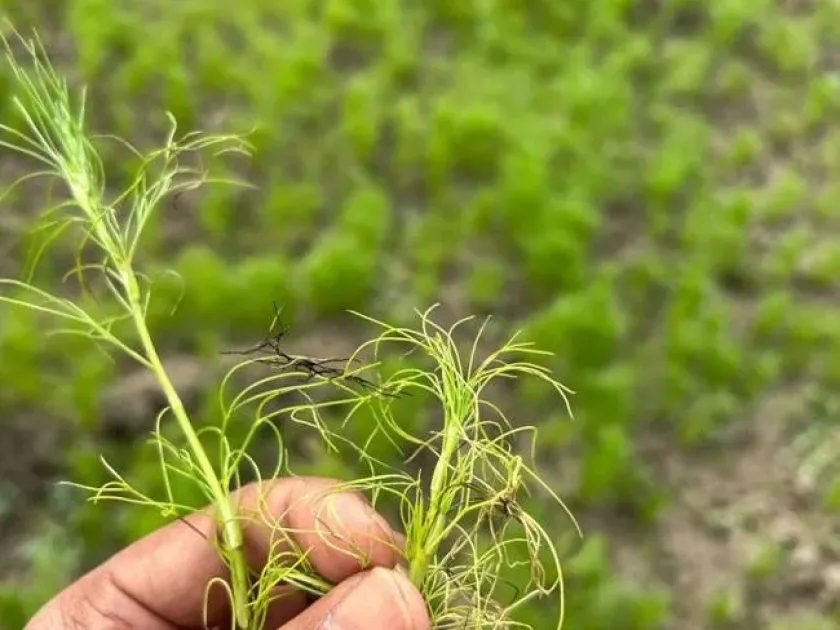 Alternaria blight of cumin
