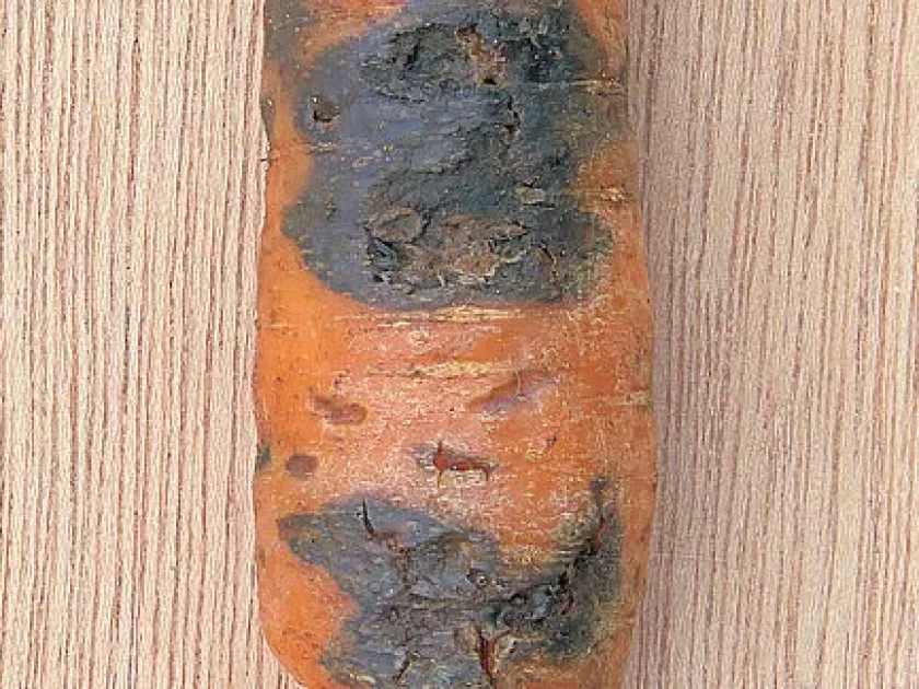Black rot of carrot