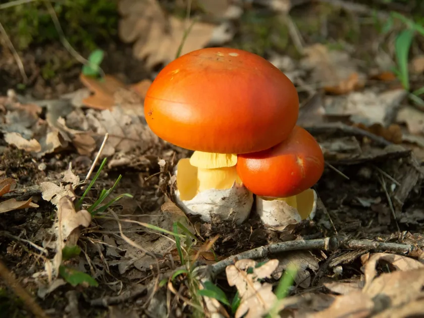 Caesar's mushroom