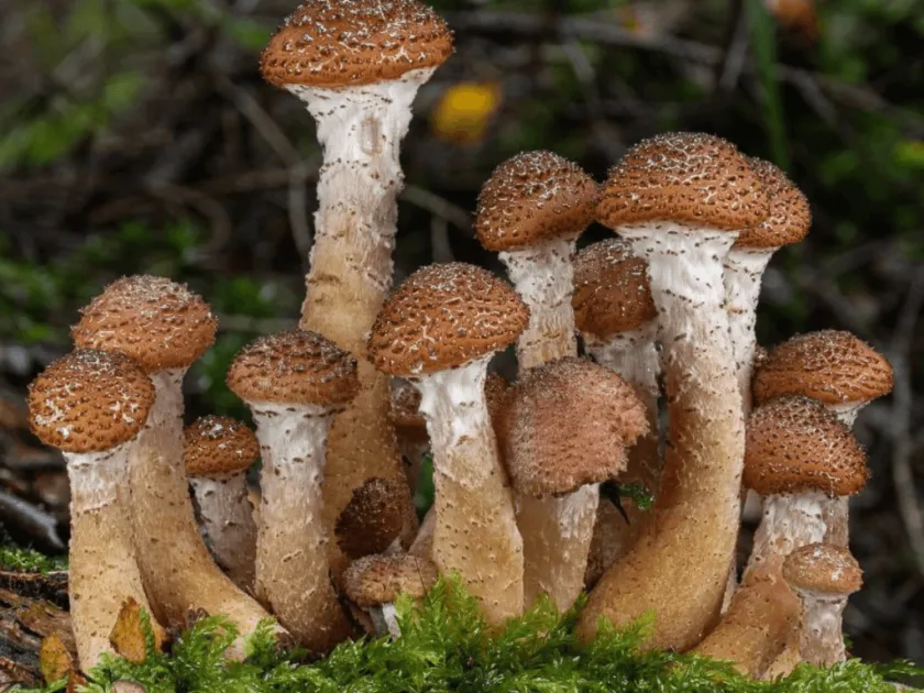 Dark honey fungus