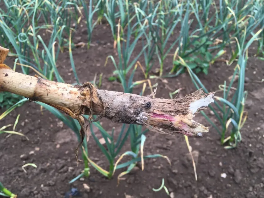 Botrytis neck rot
