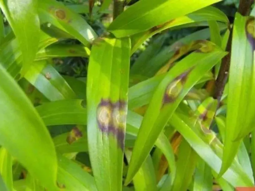 Lily Botrytis blight