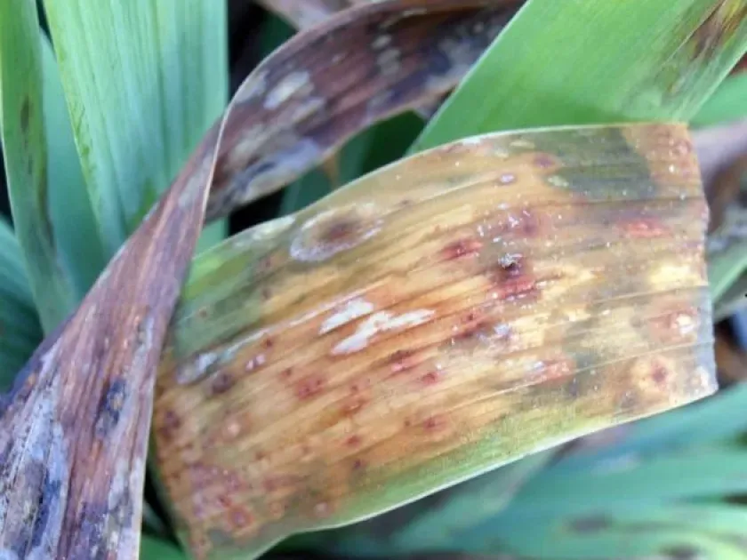 Botrytis rot of iris