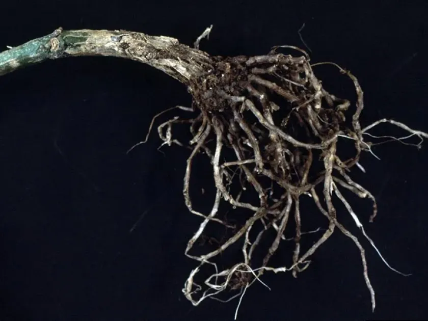 Spathiphyllum Calonectria root rot
