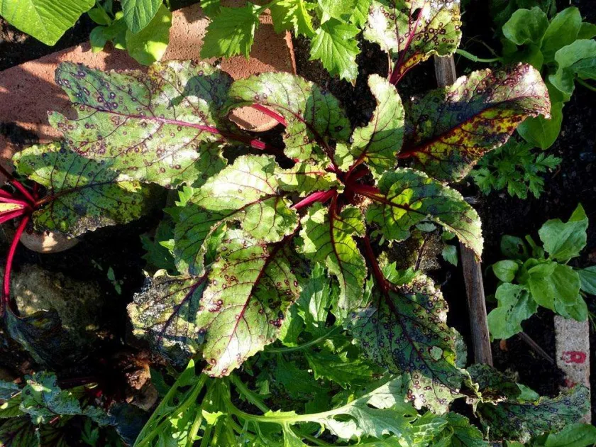 Cercospora leaf spot