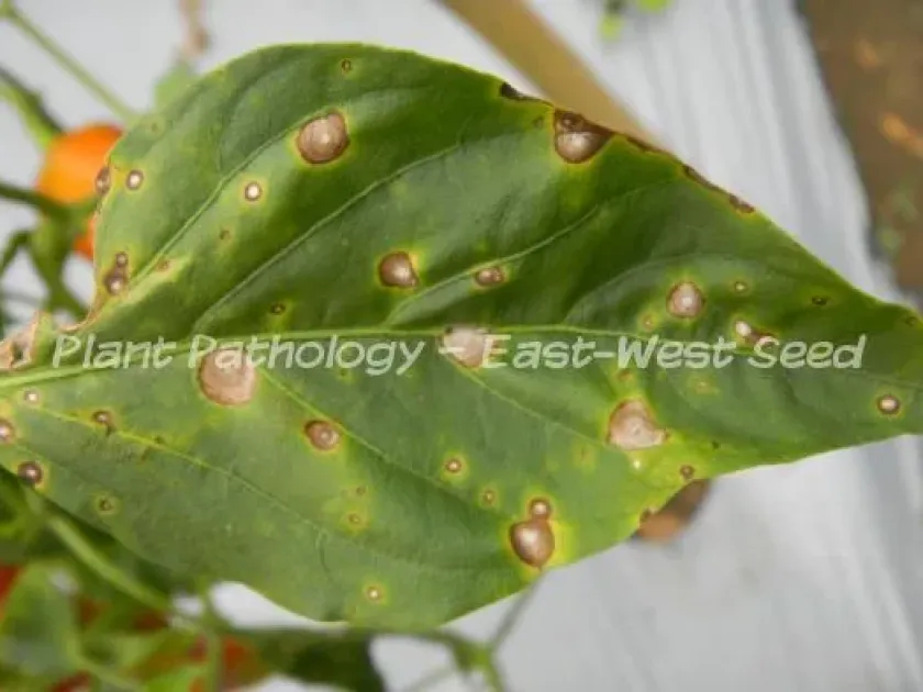 Cercospora leaf spot of pepper