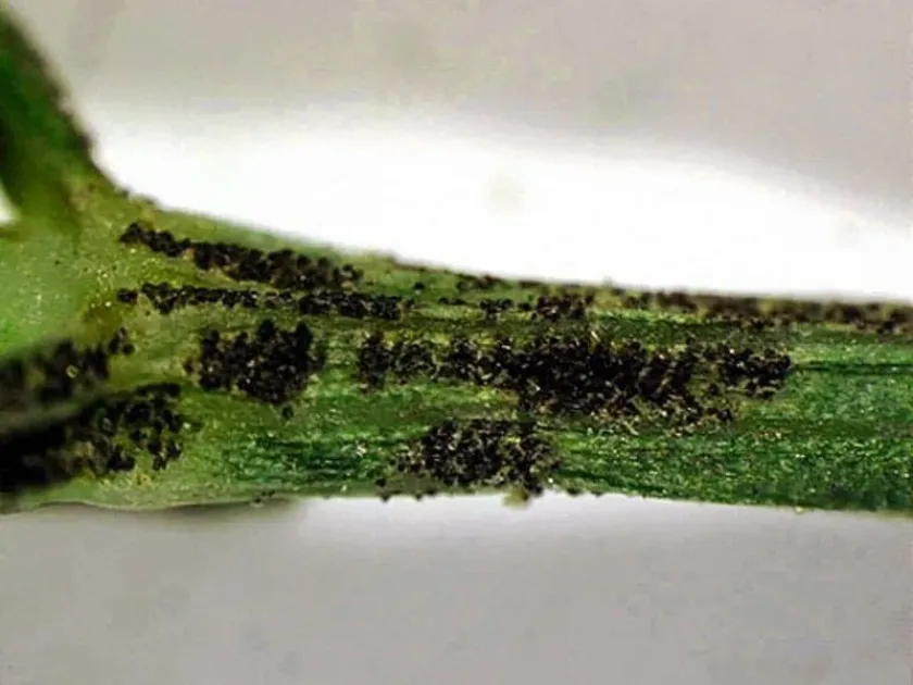 Fusoidiella anethi