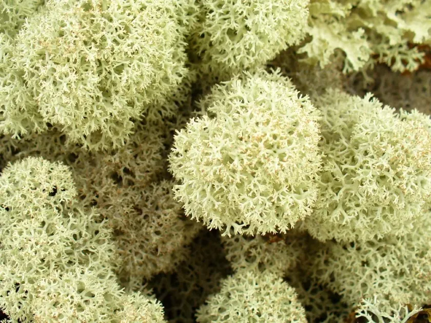 Cladonia rangiferina