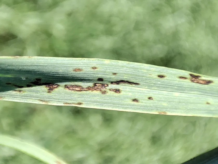 Helminthosporium root rot