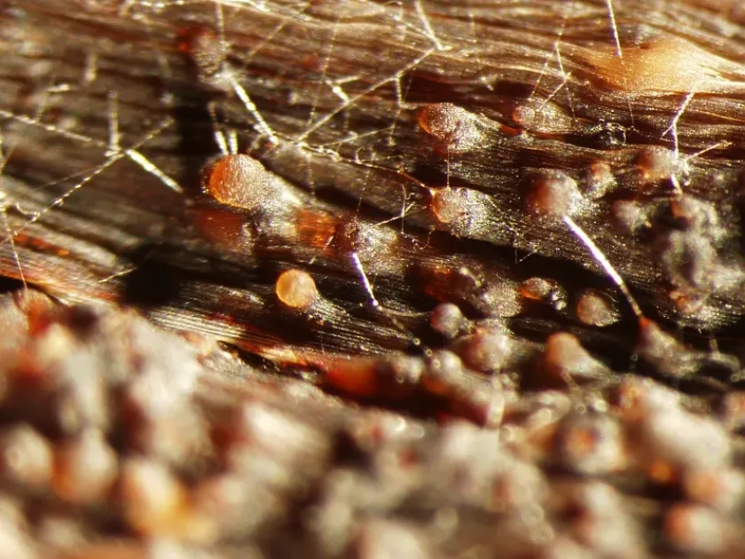Anthracnose of amaryllidaceae
