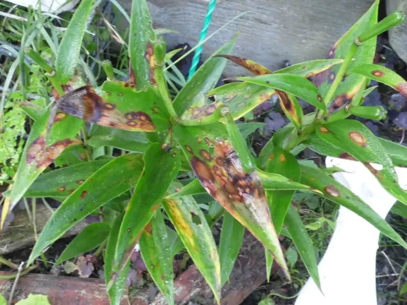 Lily anthracnose