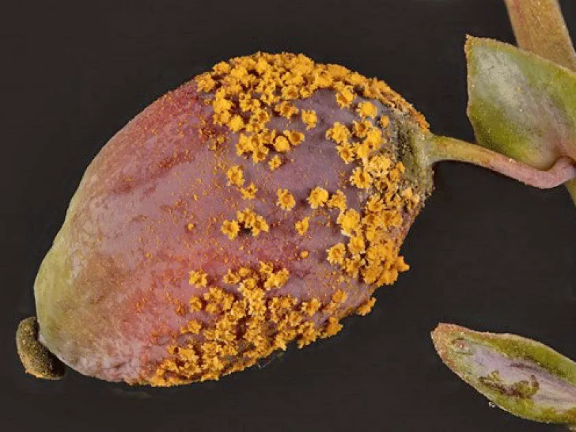 Mahonia rust