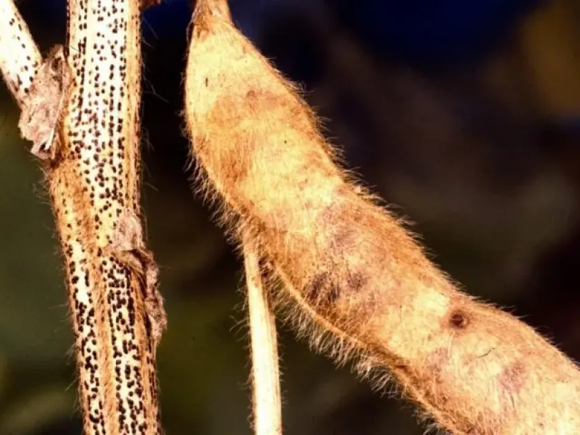 Diaporthe stem blight of soybean