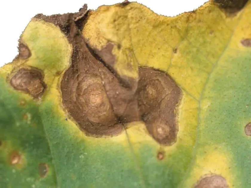Gummy stem blight