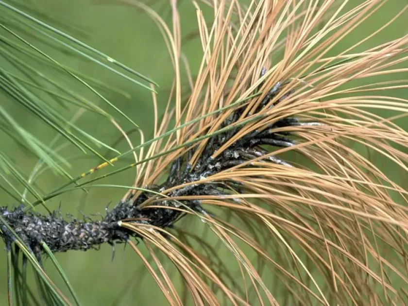 Diplodia shoot blight