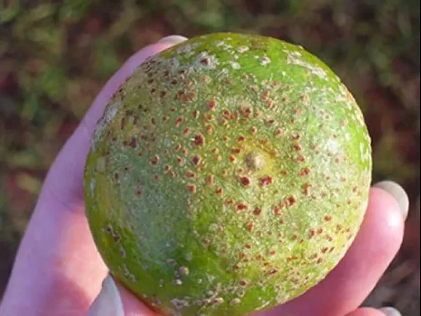 Citrus scab