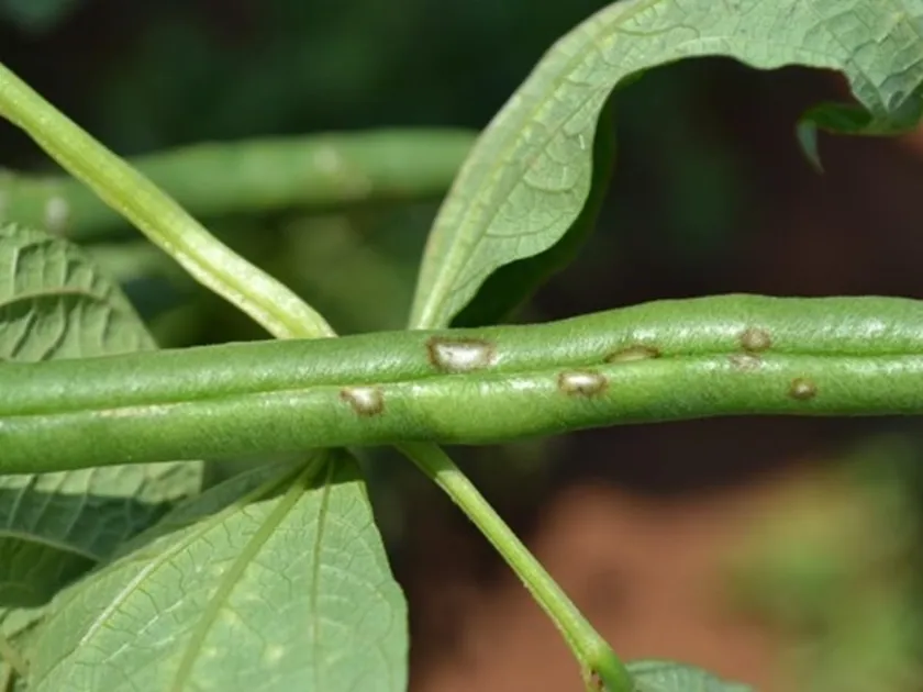 Bean anthracnose