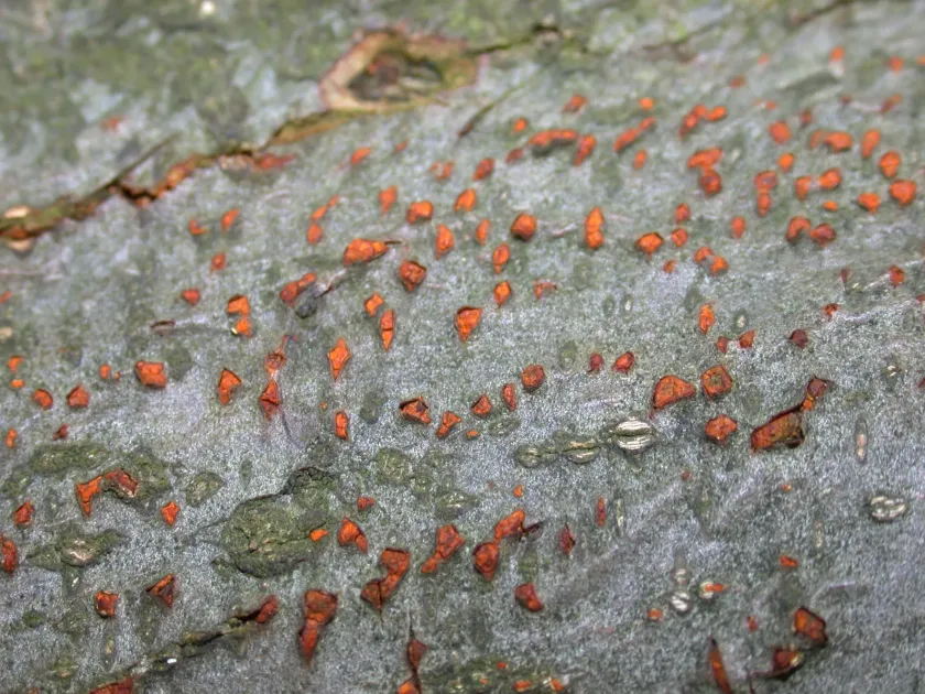 Cryphonectriaceae
