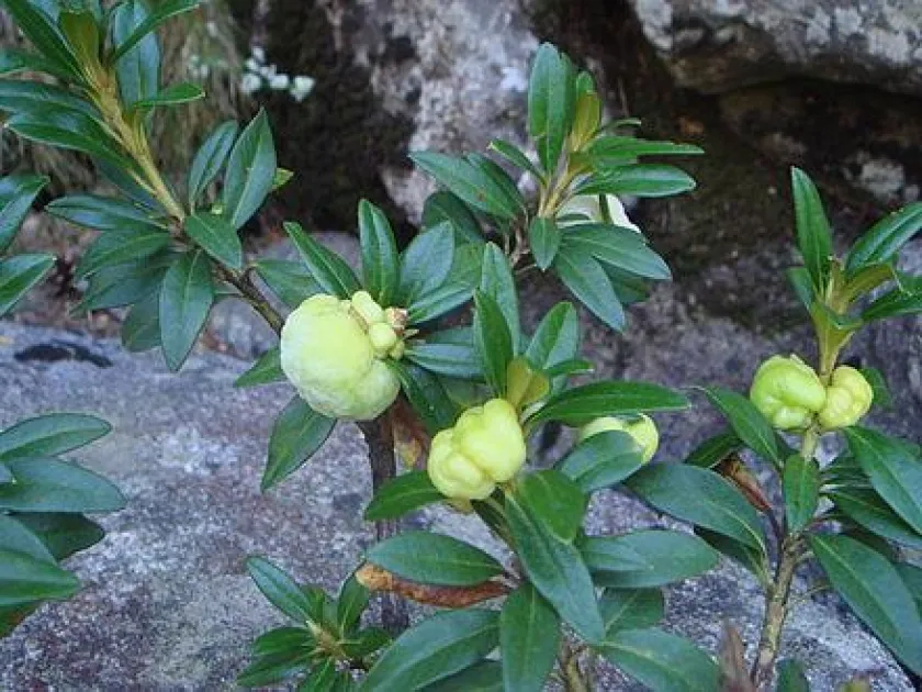 Rhododendron gall