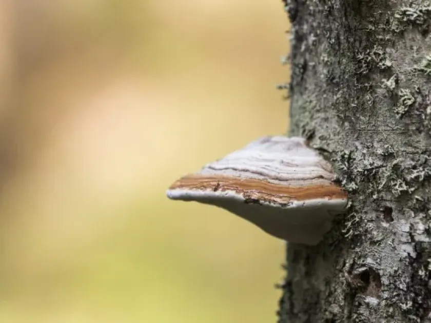 Polypore fungi