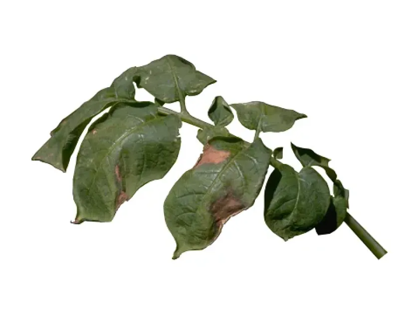 Potato fusarium dry rot