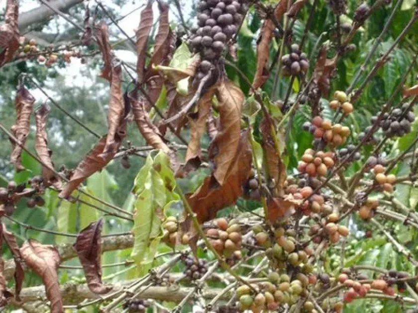 Coffee tracheomycosis