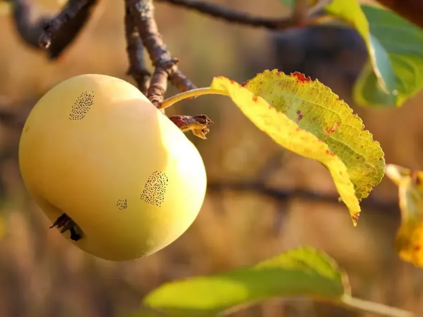 Flyspeck of apple