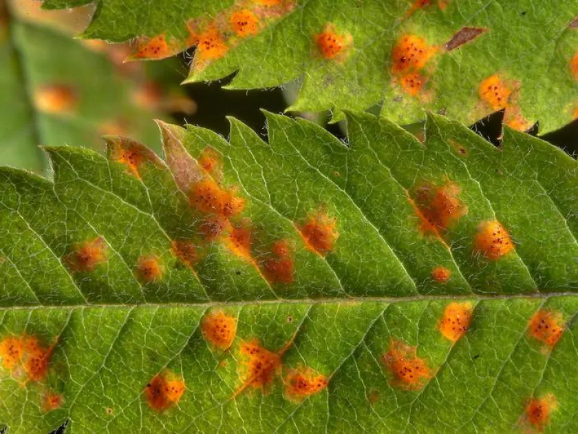 Mountain ash rust